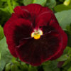 Pansy Majestic Giants II red w.blotch