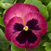Pansy Majestic Giants II Rosalyn