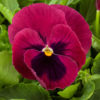 Pansy Majestic Giants II rose w.blotch