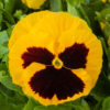 Pansy Majestic Giants II yellow w.blotch
