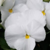 Pansy Majestic Giants II clear white