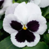 Pansy Majestic Giants II white w.blotch