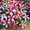 Petuina star mix
