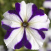 Petunia F-1 tritunia blue star