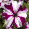 Petunia f-1 tritunia crimson star