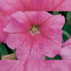 Petunia f-1 eagle pink vein