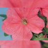 Petunia f-1 eagle salmon