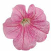 Petunia F-1 Falcon blush pink