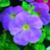 Petunia F-1 Falcon mid blue
