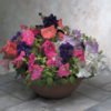 Petunia F-1 Falcon mix