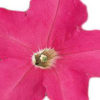 Petunia F-1 Falcon rose
