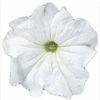 Petunia F-1 Falcon white