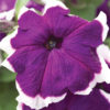 Petunia F-1 hulahoop blue