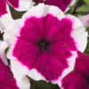 Petunia F-1 hulahoop burgundy