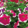 Petunia F-1 hulahoop mix
