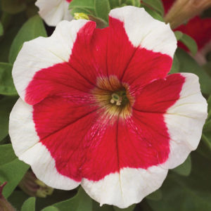 Petunia F-1 hulahoop red