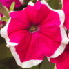 Petunia F-1 hulahoop rose