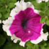 Petunia F-1 hulahoop velvet