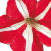 Petunia F-1 falcon red & white