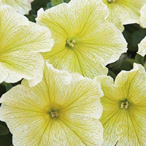 Petunia F-1 Yellow