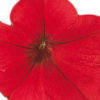 Petunia F-1 Falcon red