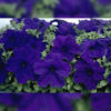 Petunia F-1 Falcon Blue