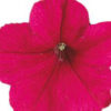 Petunia F-1 Falcon deep rose