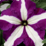 Petunia Purple Star