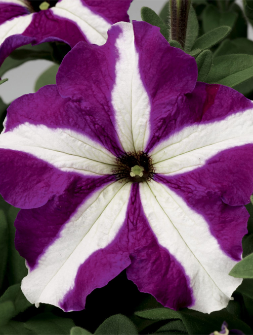 thumbnail image 2 of 20 Purple Petunia Star Flower Seeds – Fast Growing For Spring, Summer & Fall 2 of 4