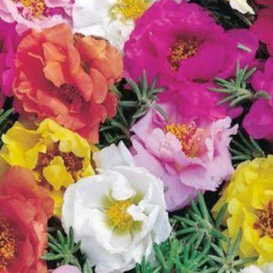 Portulaca longtime mix