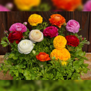 Ranunculus Bloomingdale II Mix