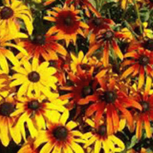 Rudbeckia gloriosa mix