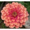 Zinnia Super Yoga Salmon