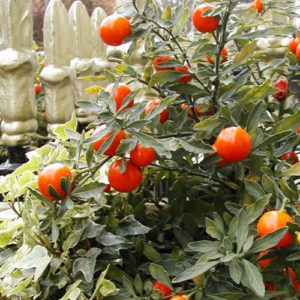 Solanum Red Giant