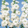 Stock double cheerful white
