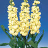Stock double cheerful Yellow