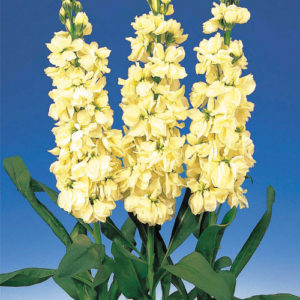Stock double cheerful Yellow