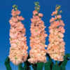 Stock Iron Apricot