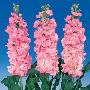 Stock Iron Pink