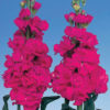 Stock Iron Rose