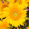 Sunflower Vincent's 2 Fresh