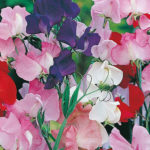 Sweet Peas Mix