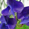 Sweet Pea Navy Blue
