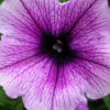 Petunia F-1 Eagle Plum Vein