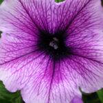 Petunia F-1 Eagle Plum Vein