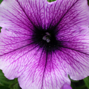 Petunia F-1 Eagle Plum Vein