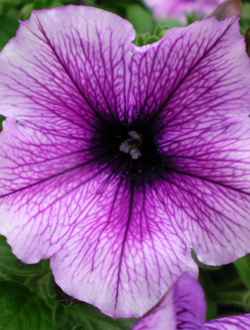 Petunia F-1 Eagle Plum Vein