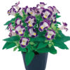 Torenia Little kiss blue and white
