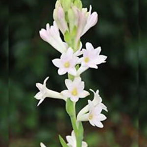 Tuberose