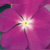Vinca victory blue